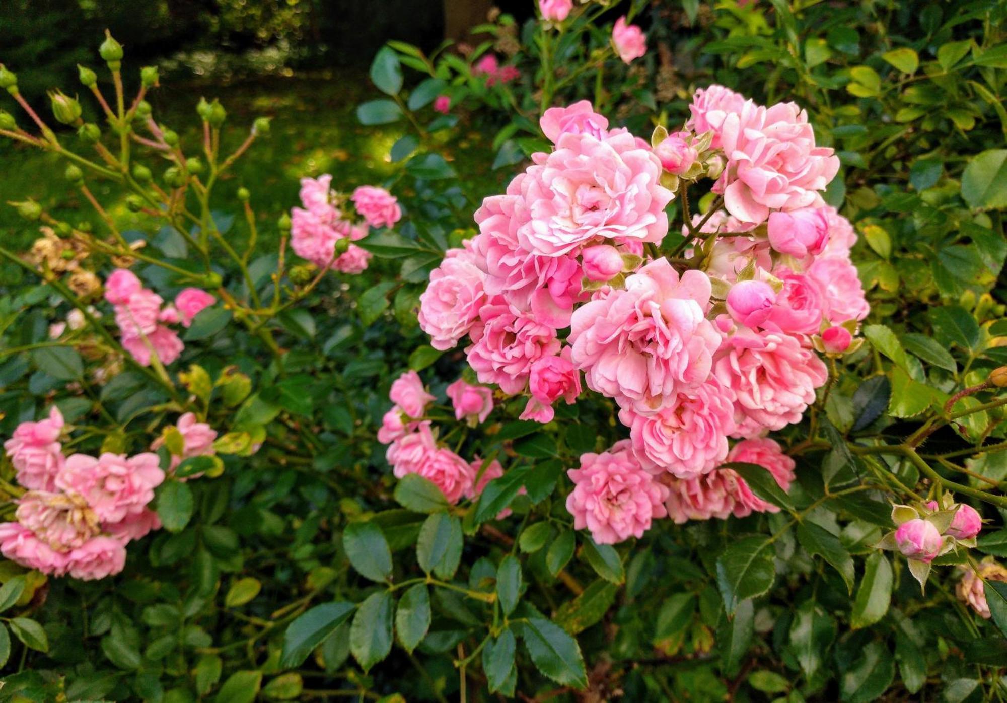 Gaestezimmer In Springe, Hannover